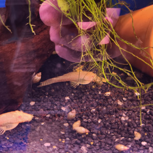 Ancistrus gold 5-6cm