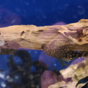 Ancistrus normaux et gold de 5-6cm