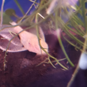 Ancistrus normaux et gold de 5-6cm