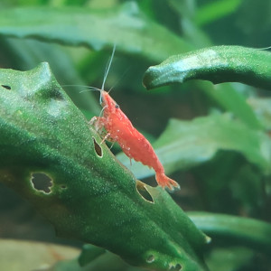 Neocaridinas Red Cherry