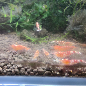 caridina taitibee mix