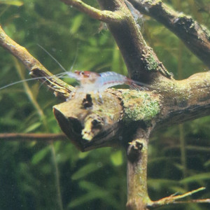 Crevettes déclassées (souche blue jelly)