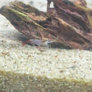 Crevettes déclassées (souche blue jelly)