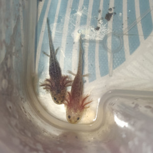 Jeune axolotls