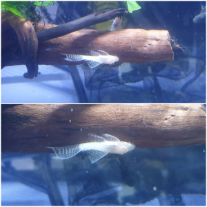 Ancistrus voilé gold et noir