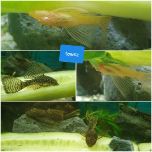 Ancistrus voilé gold et noir