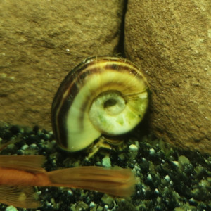 Escargot géant zébré