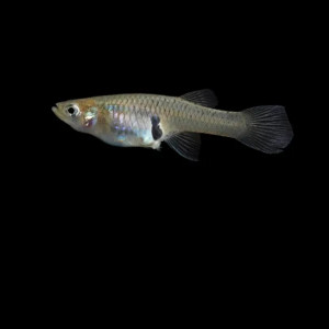 Gambusie anti moustiques