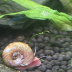 Planorbe rose
