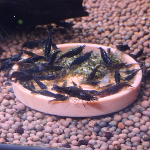 Crevette neocaridina black sakura
