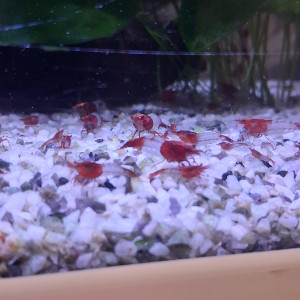 Crevette neocaridina rili red