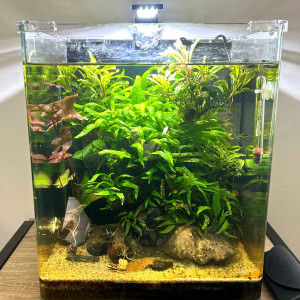 Nanocube Dennerle 30l coins arrondis