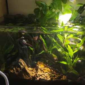 Aquarium 35l équipé