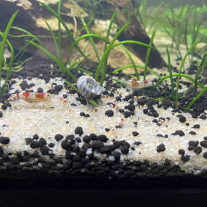 Neocardina cristal red