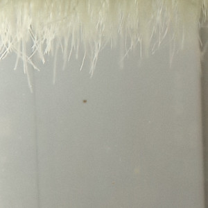 Lentilles d'eau