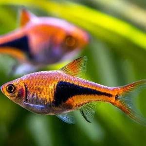 Rasbora arlequin