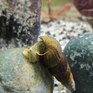 Tylomenia yellow