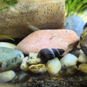 Tylomenia Patriarchalis White spot.