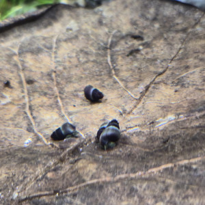 Tylomenia Patriarchalis White spot.