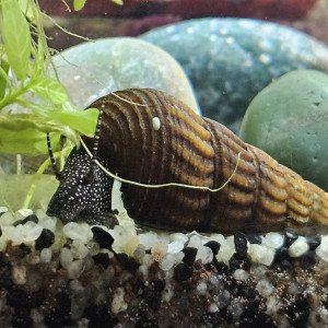 Tylomenia Patriarchalis White spot.