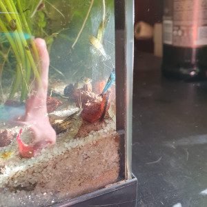 Blue velvet déclassées