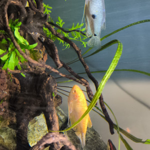 2 gouramis, 2 cichlidés joyaux , 1 poisson corde