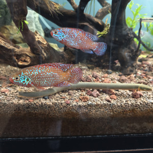 Duo cichlidés joyaux