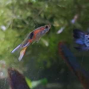 Guppys mâles et femelles adultes