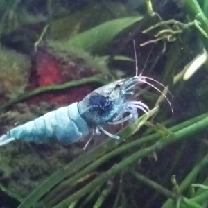 Crevettes Blue Bolt (Taiwan Bee) – 1,5 / 2 cm