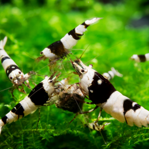 Taiwan bee mix type CBS