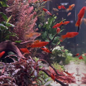 Xiphophorus hellerii