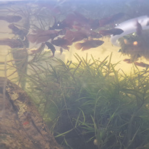 Betta Splendens x Koi