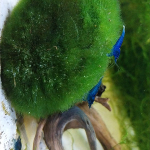 Crevette blue velvet