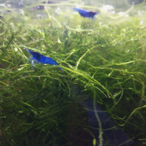 Crevette blue velvet