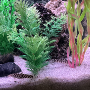 Donne poisson urgent