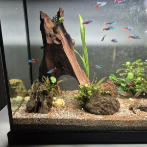 A vendre Urgent Poisson, Aquarium, décor, etc