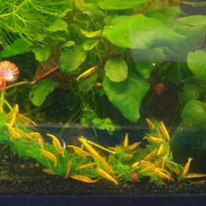 crevettes Yellow néon