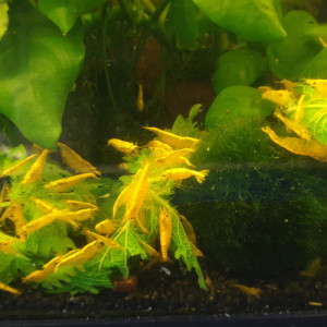 crevettes Yellow néon