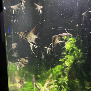 Jeune scalaire itaya