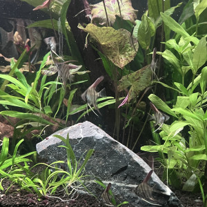 Jeune scalaire itaya