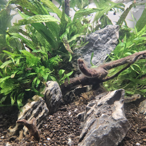 Microsorum pteropus narrow