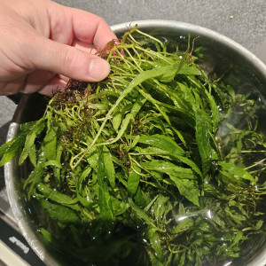 Microsorum pteropus narrow