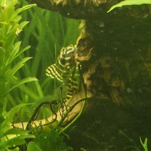 Hypancistrus L 333