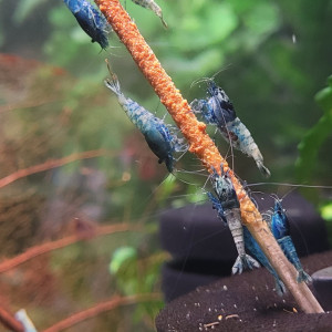 LOT  DE 20 CREVETTES TAIWAN BEE:   BLUE BOLT