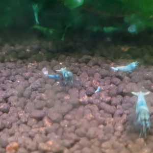 LOT  DE 20 CREVETTES TAIWAN BEE:   BLUE BOLT