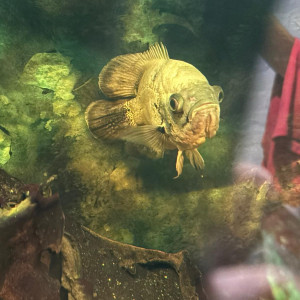 Oscar - Astronotus Ocellatus