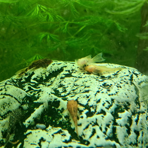 Ancistrus noir, gold, noir et rouge à voile