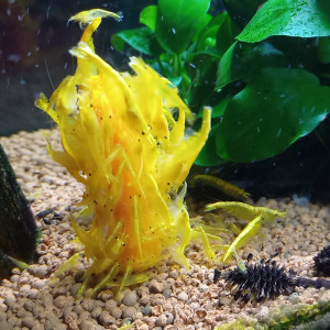 Crevette yellow néon