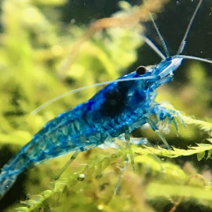 Crevette Blue Velvet Dijon