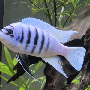 Pseudotropheus